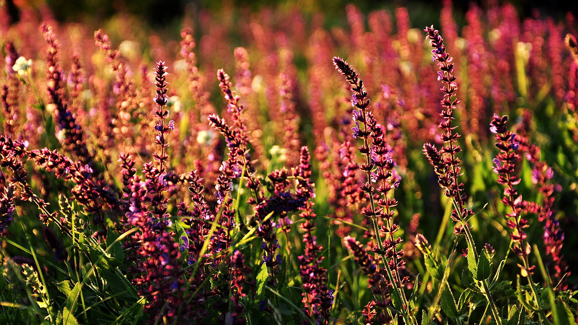 九游娱乐电竞站-NBA官方推“球员+AI”互动内容，球迷点赞不断，nba ai是谁