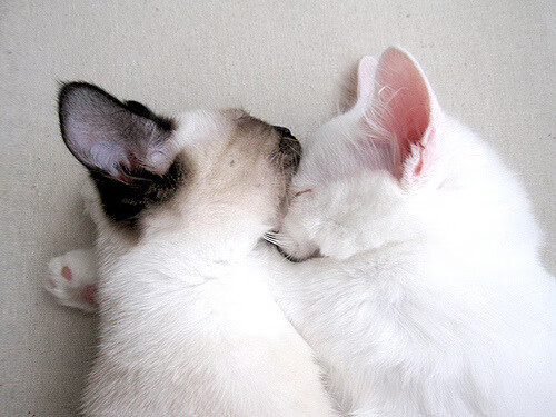 九游官网入口-传奇的延续：退役球星的“第二春”生涯故事，退役球员2021