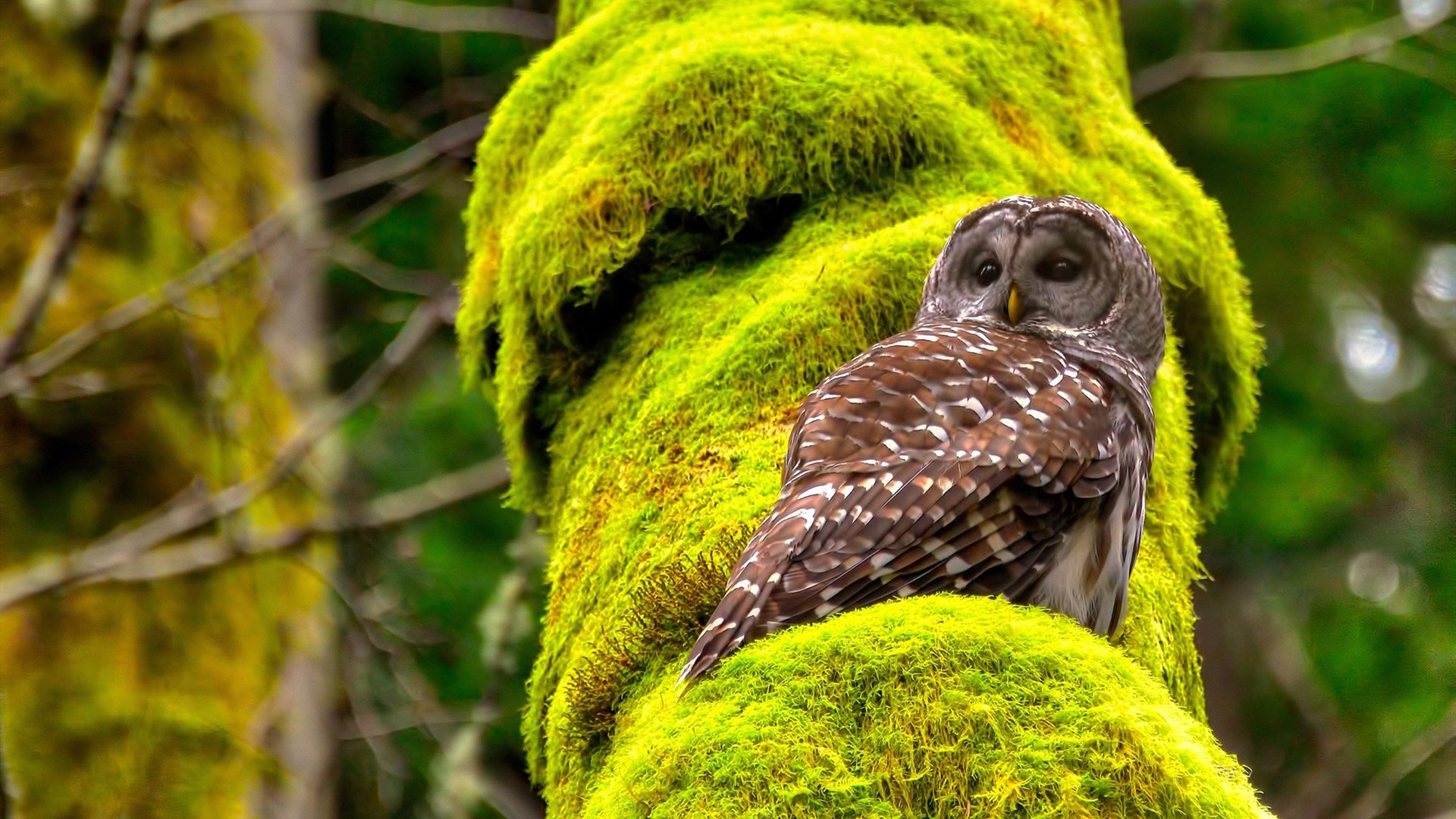 史上最激烈“冠军夜”:燃爆全场的决战盛典,ivl冠军之夜